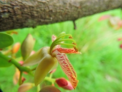 Tamarindus indica