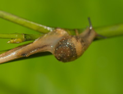 Megaustenia imperator