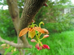 Tamarindus indica