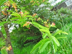 Tamarindus indica