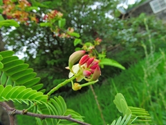 Tamarindus indica