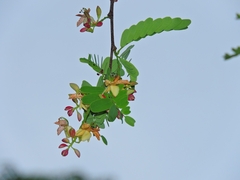 Tamarindus indica