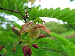 Tamarindus indica