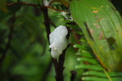 Cosmoscarta abdominalis