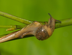 Megaustenia imperator
