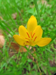 Zephyranthes citrina