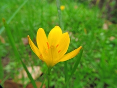 Zephyranthes citrina