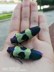 Chrysochroa buqueti
