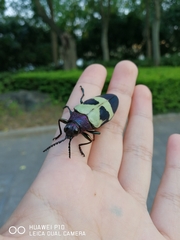 Chrysochroa buqueti