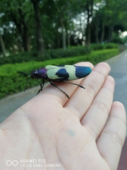 Chrysochroa buqueti