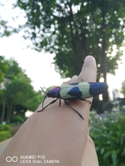 Chrysochroa buqueti