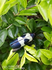 Chrysochroa buqueti