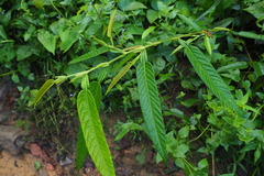 Tadehagi triquetrum