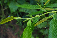 Tadehagi triquetrum