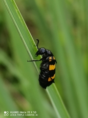 Hycleus phaleratus