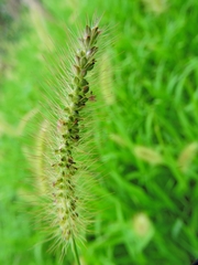 Setaria parviflora