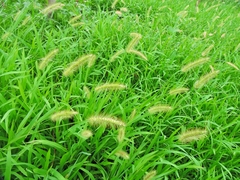 Setaria parviflora