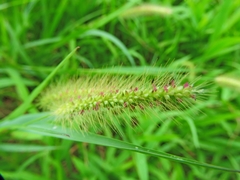 Setaria parviflora
