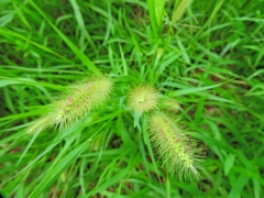 Setaria parviflora