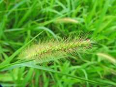 Setaria parviflora