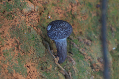 Indoporus squamulosus