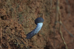 Indoporus squamulosus