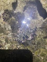 Pachygrapsus plicatus