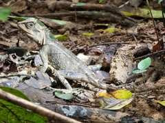 Acanthosaura crucigera