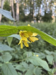 Lysimachia vulgaris