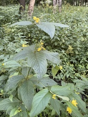 Lysimachia vulgaris