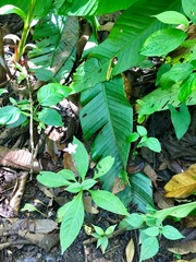Pseuderanthemum cuspidatum