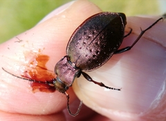 Carabus linnaei