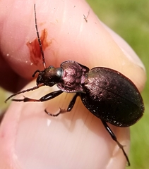 Carabus linnaei