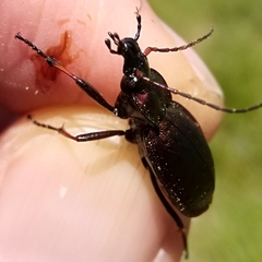 Carabus linnaei