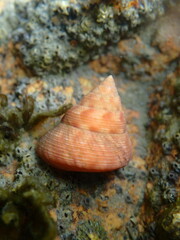Calliostoma gloriosum