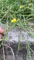 Diplotaxis tenuifolia