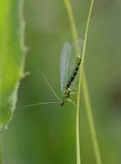 Chrysopa walkeri