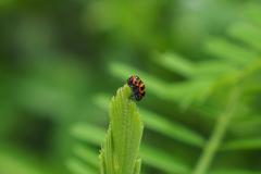 Cryptocephalus trifasciatus