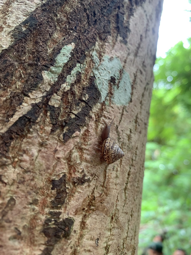 Ganesella capitium