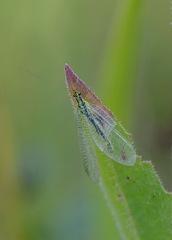 Chrysopa walkeri
