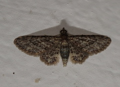 Gymnoscelis acidna