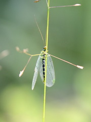 Chrysopa walkeri