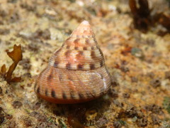 Calliostoma gloriosum
