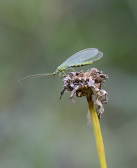 Chrysopa walkeri