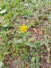 Pentanema britannica