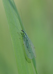 Chrysopa walkeri