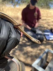 Masticophis lateralis euryxanthus