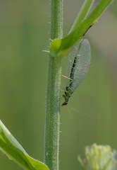 Chrysopa walkeri