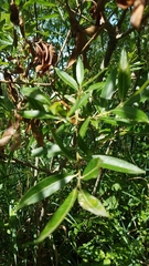 Salix lucida
