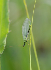 Chrysopa walkeri